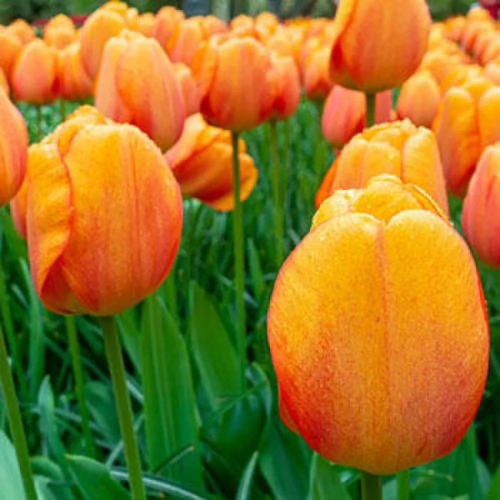 Tulpan 'Blushing Apeldoorn'