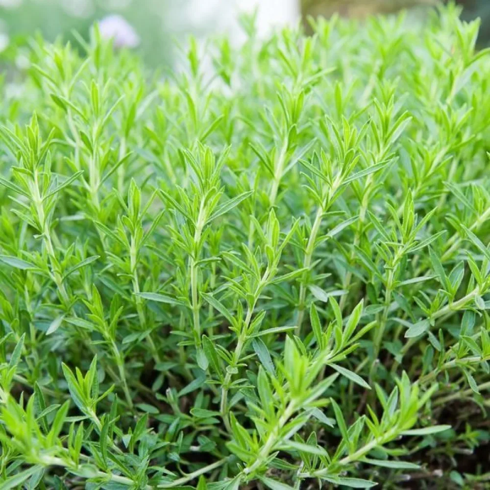 Dragon Artemisia dracunculus