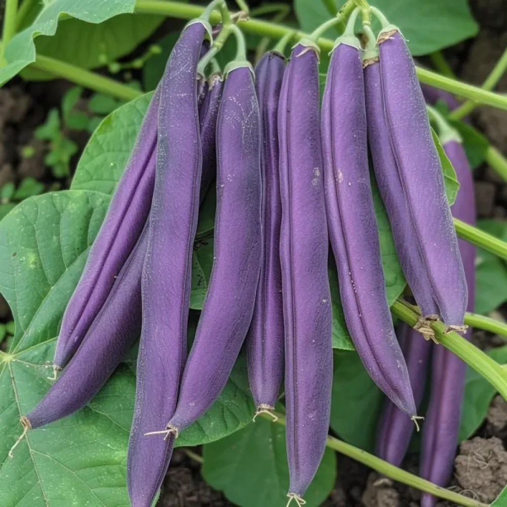 Trädgårdsböna 'Purple Teepee'