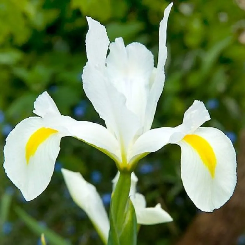 Iris 'White Van Vliet'
