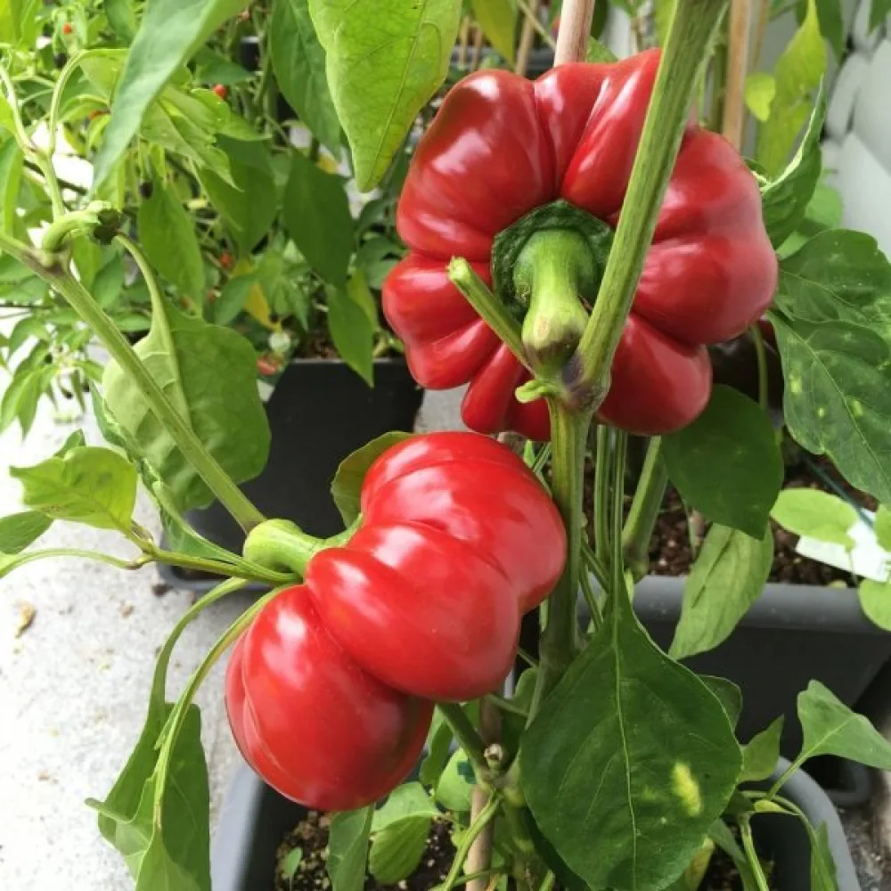Tomatpaprika 'Topepo Rosso'