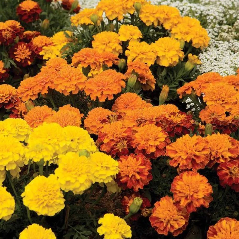Fransk tagetes O'Boy (blandning)