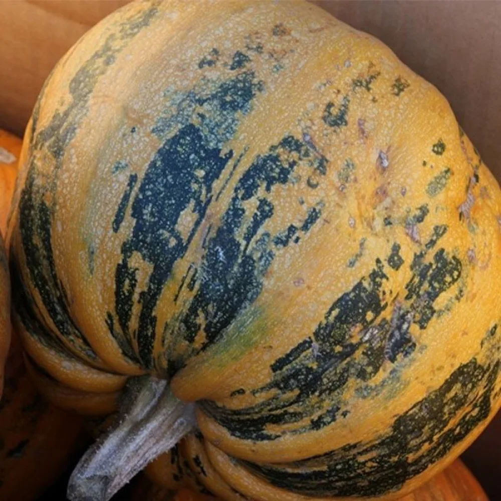 Kärnpumpa 'Junona'