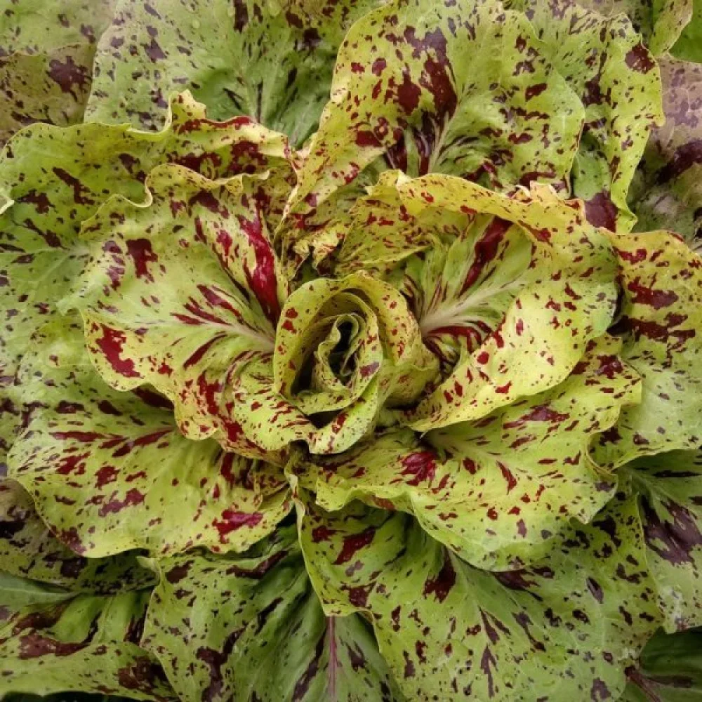 Cikoria 'Variegata di Castelfranco'