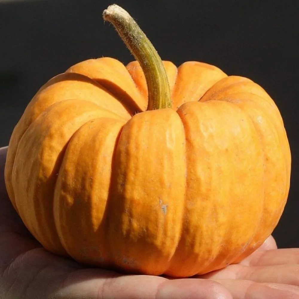 Minipumpa 'Jack be Little'