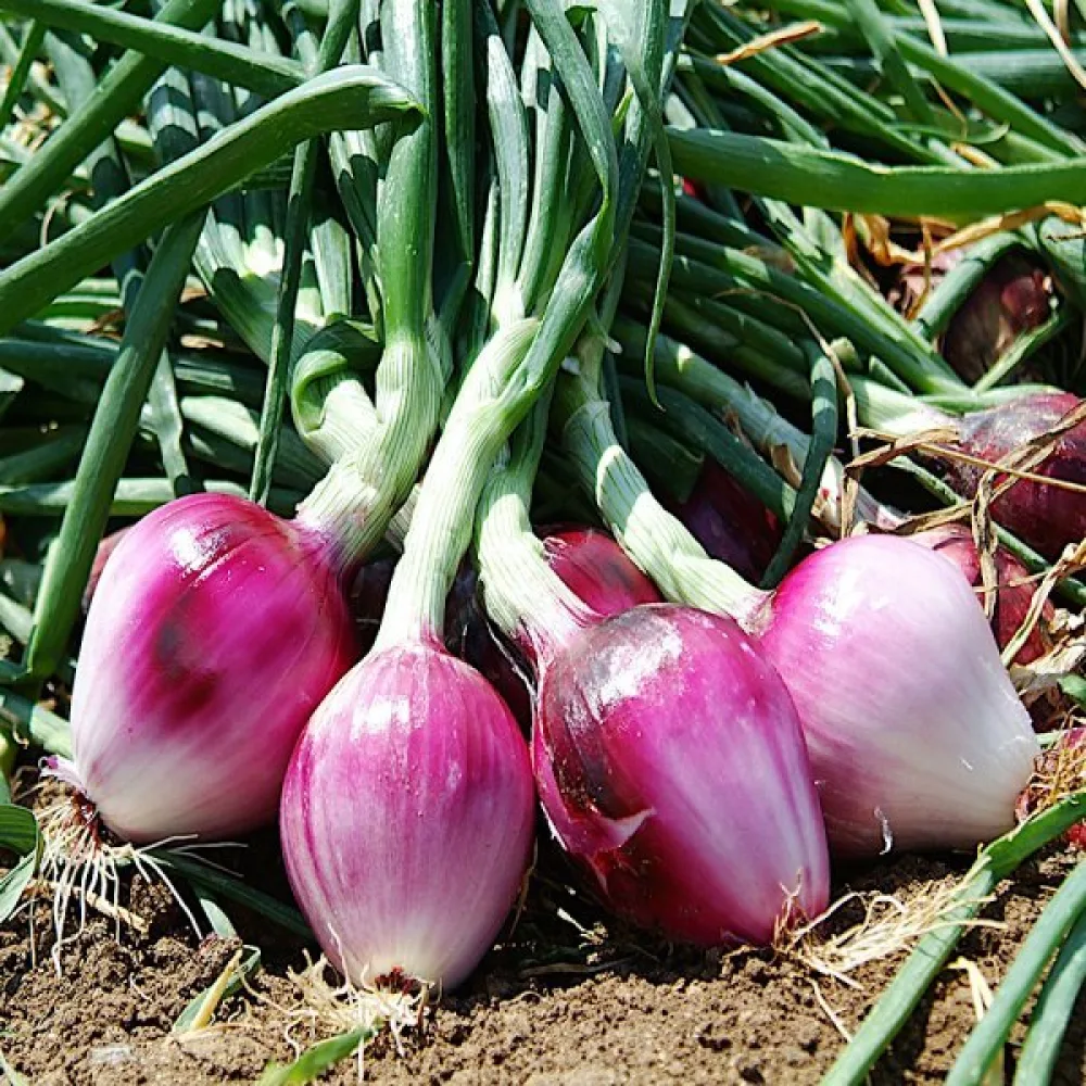 Matlök 'Erlane'