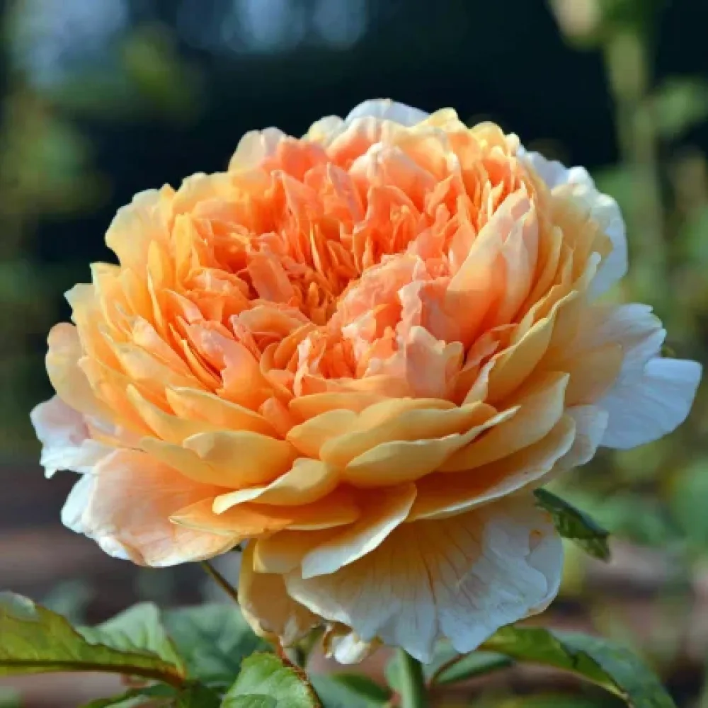 Ros 'Sofia Garden' – barrotad
