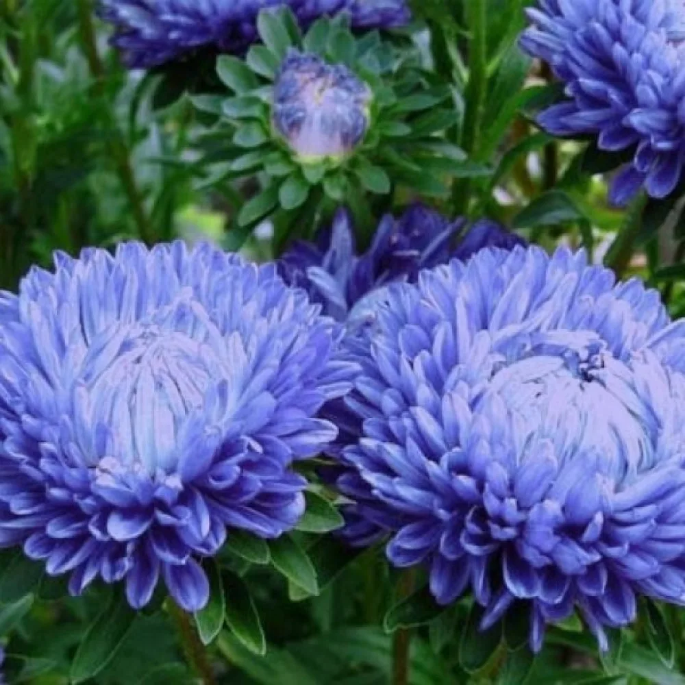 Sommaraster 'Colour Carpet' mörkblå