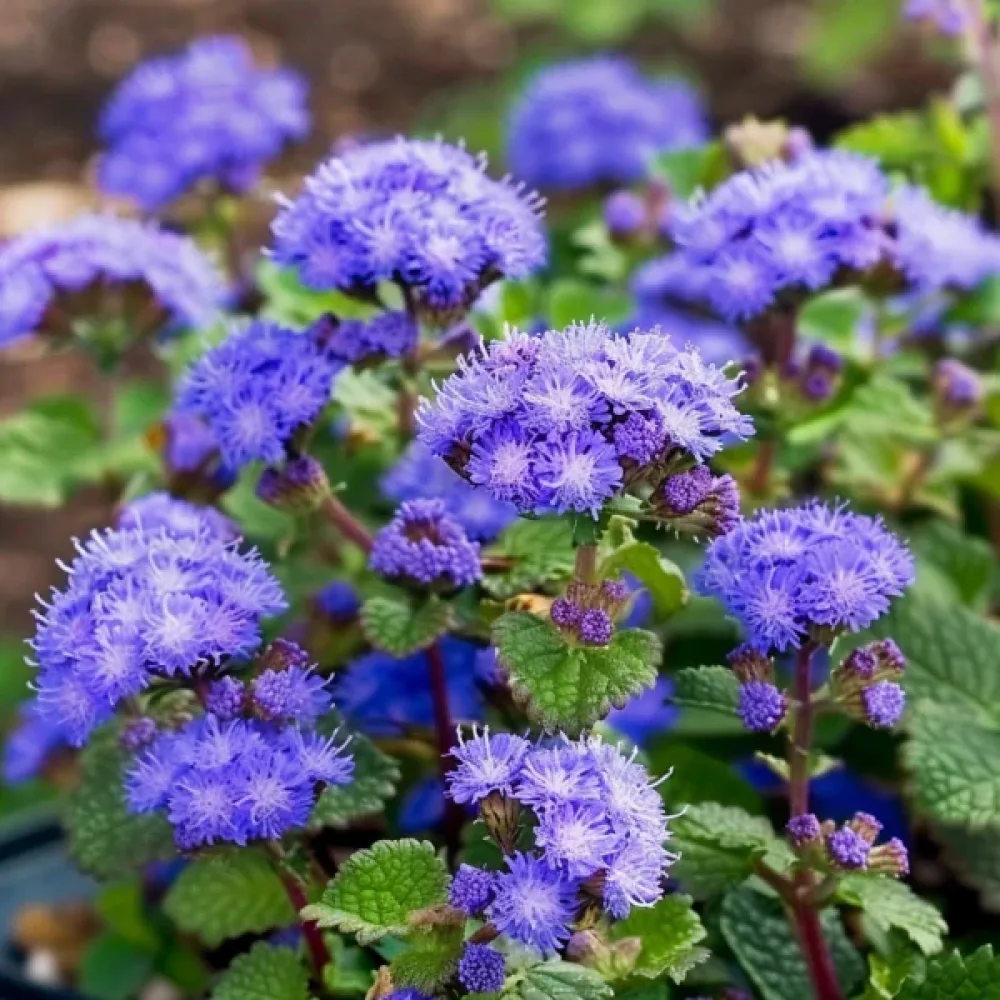 Leverbalsam 'Blue Ball'