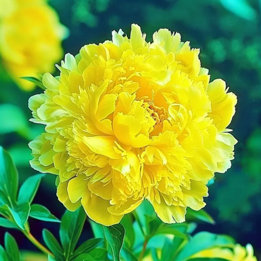 Sommaraster pionblommig – gul