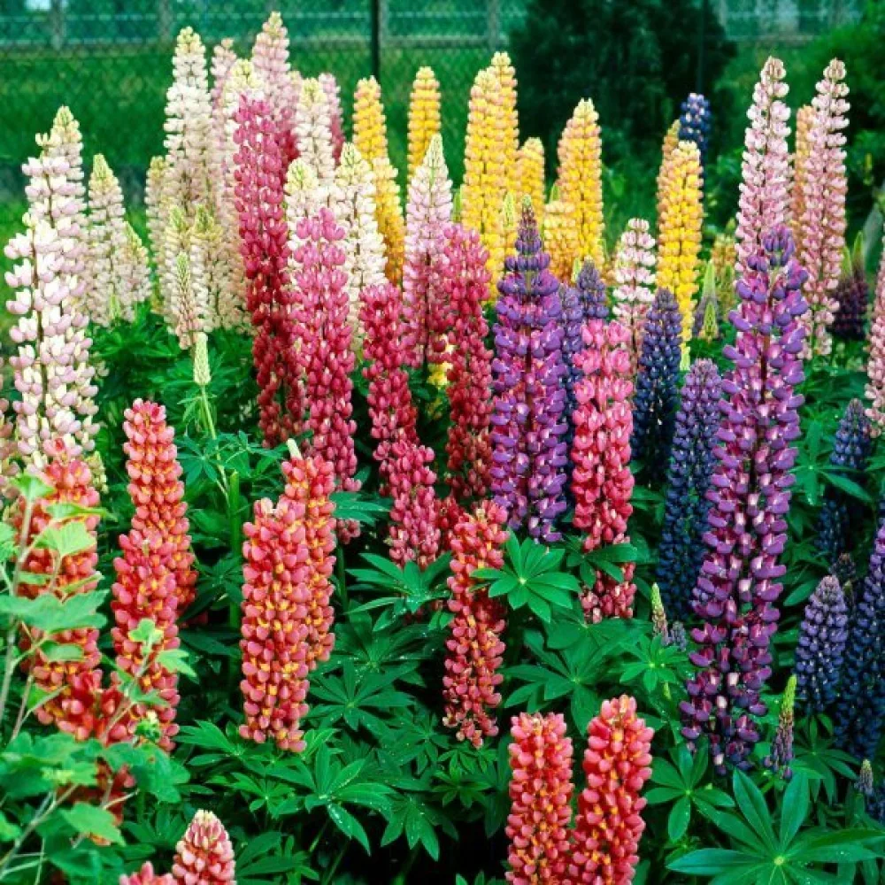 Lupin – sortblandning