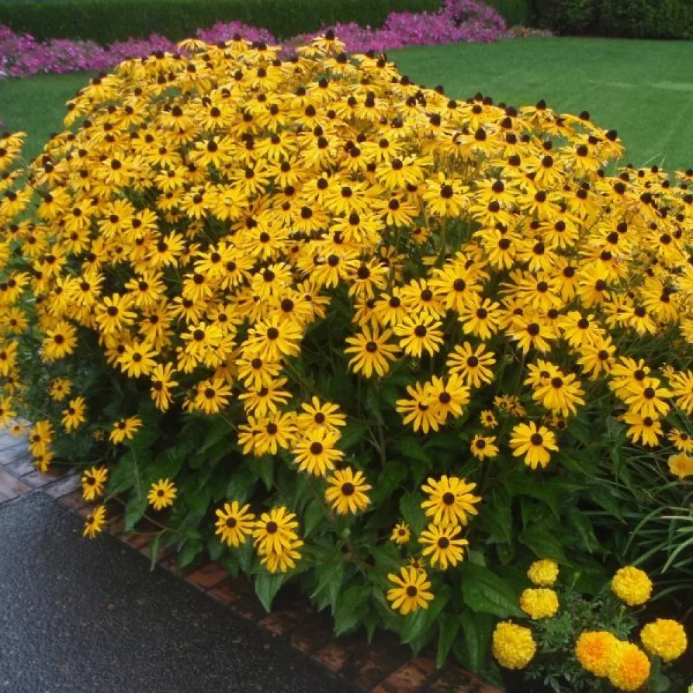 Sommarrudbeckia, vildform