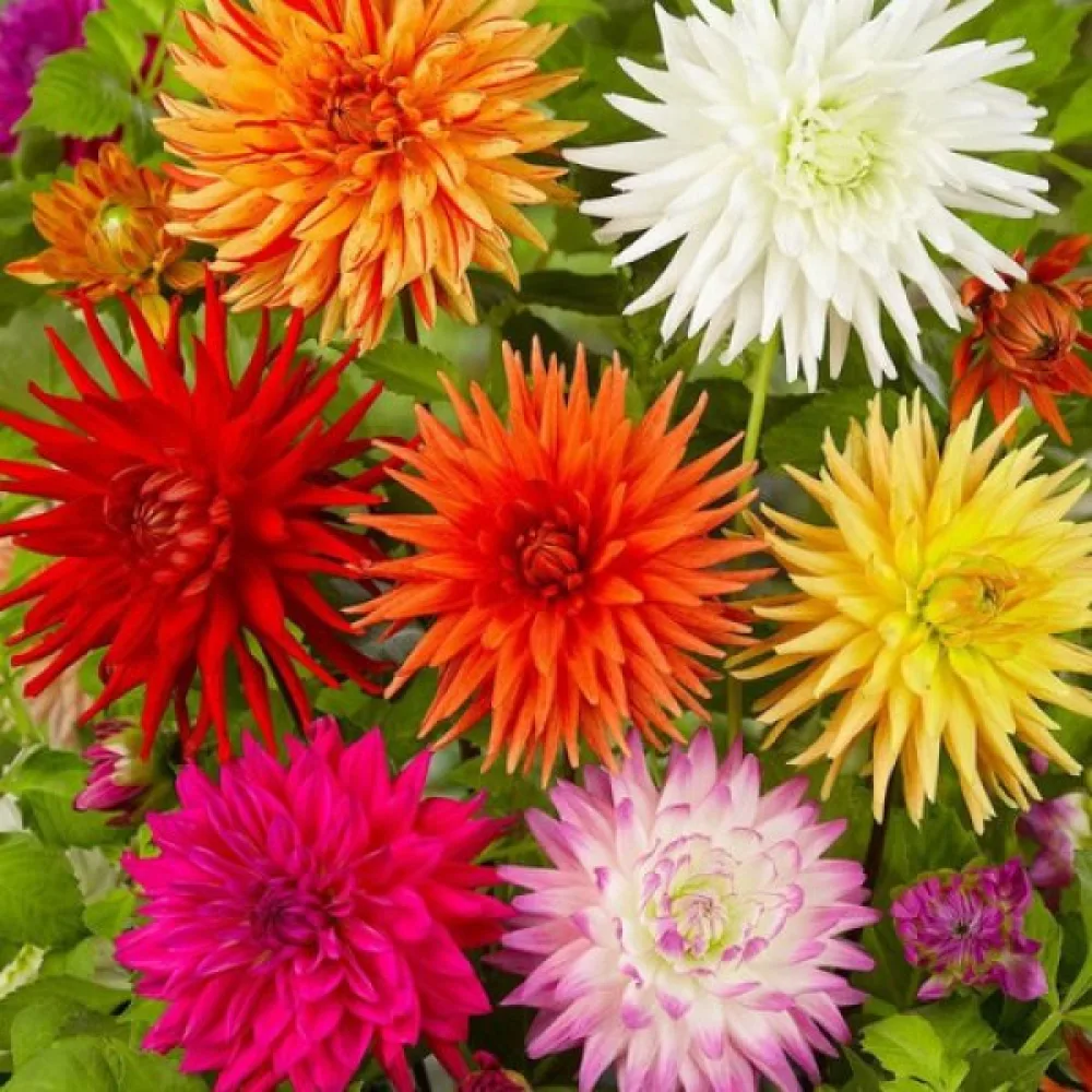 Hög dahlia 'Cactus' – mix