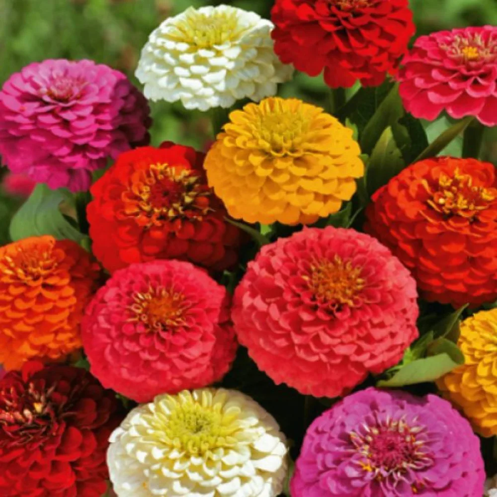 Zinnia 'Kobold' (blandning)