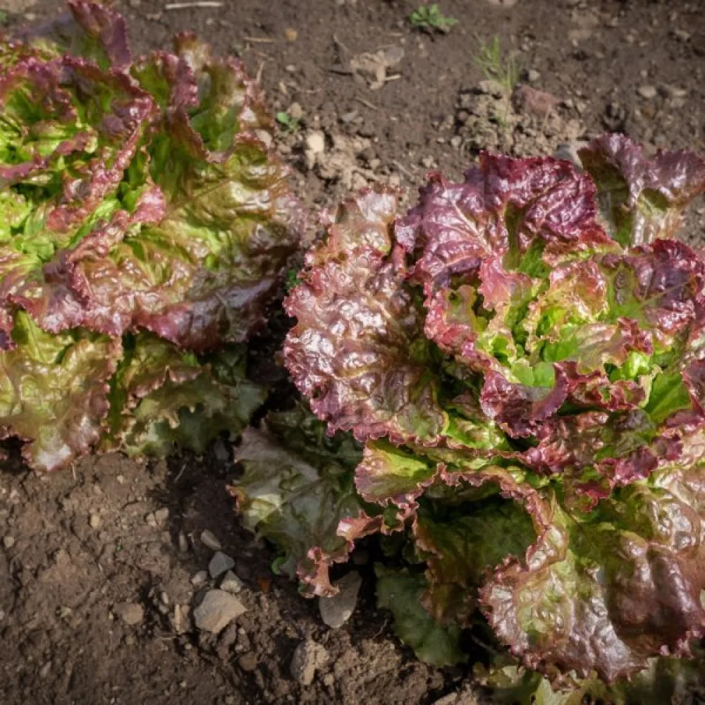 Sallad 'Amerikanischer Brauner'