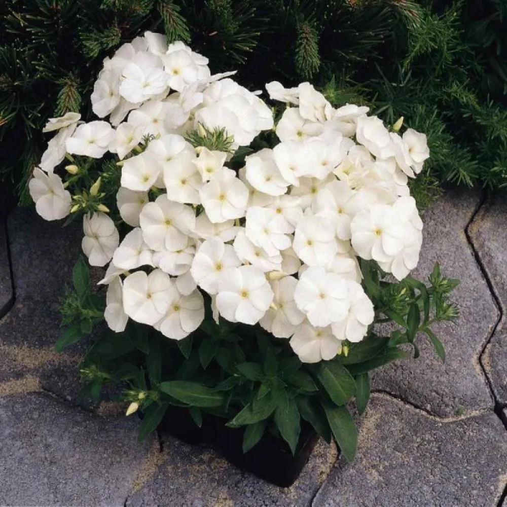 Sommarflox 'Beauty White'