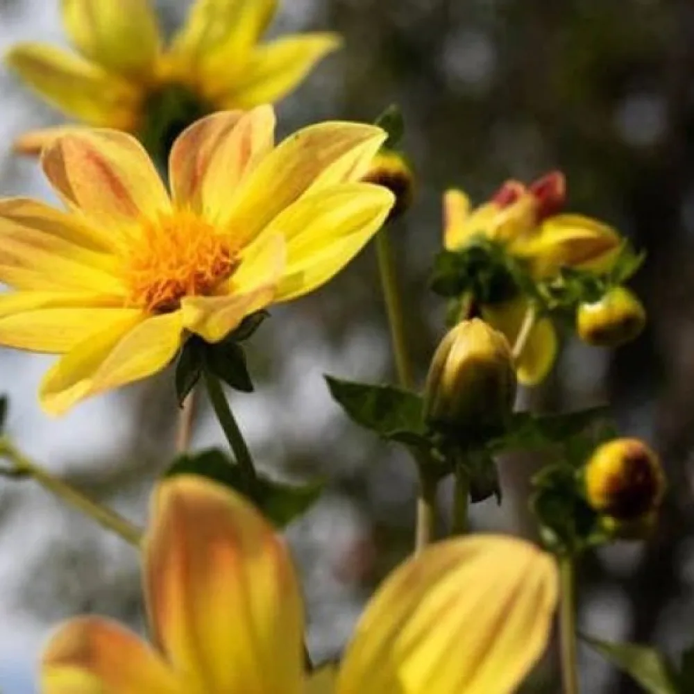 Lågväxande dahlia 'Mignon Yellow Shades'