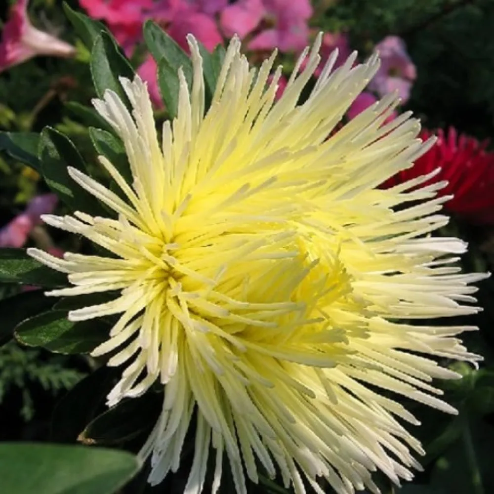 Strålaster 'Elektra'