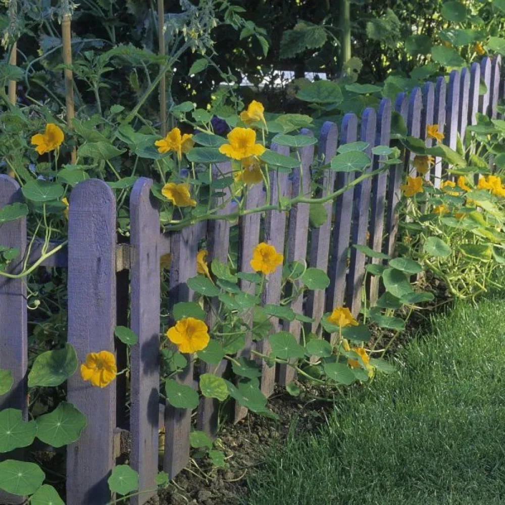 Krasse 'Golden Gleam'