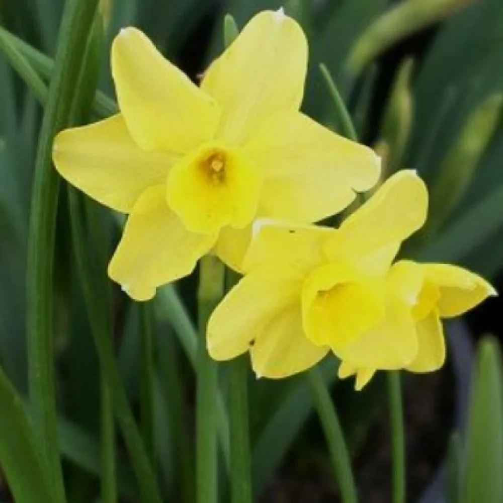Narciss 'Sabrosa'