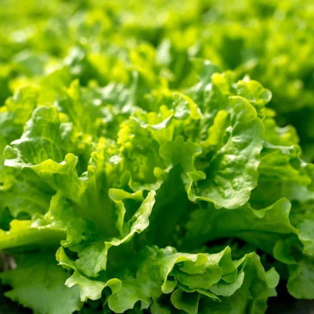 Sallad 'Gentilina'