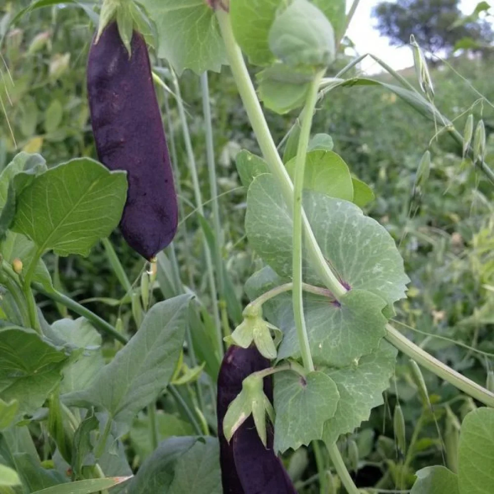 Märgärt 'Ezetha's Krombek Blauwschok'