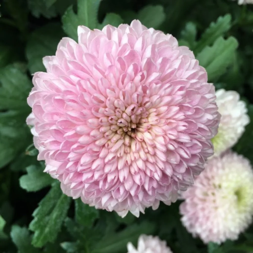 Sommaraster 'Thousand Wonders' laxrosa