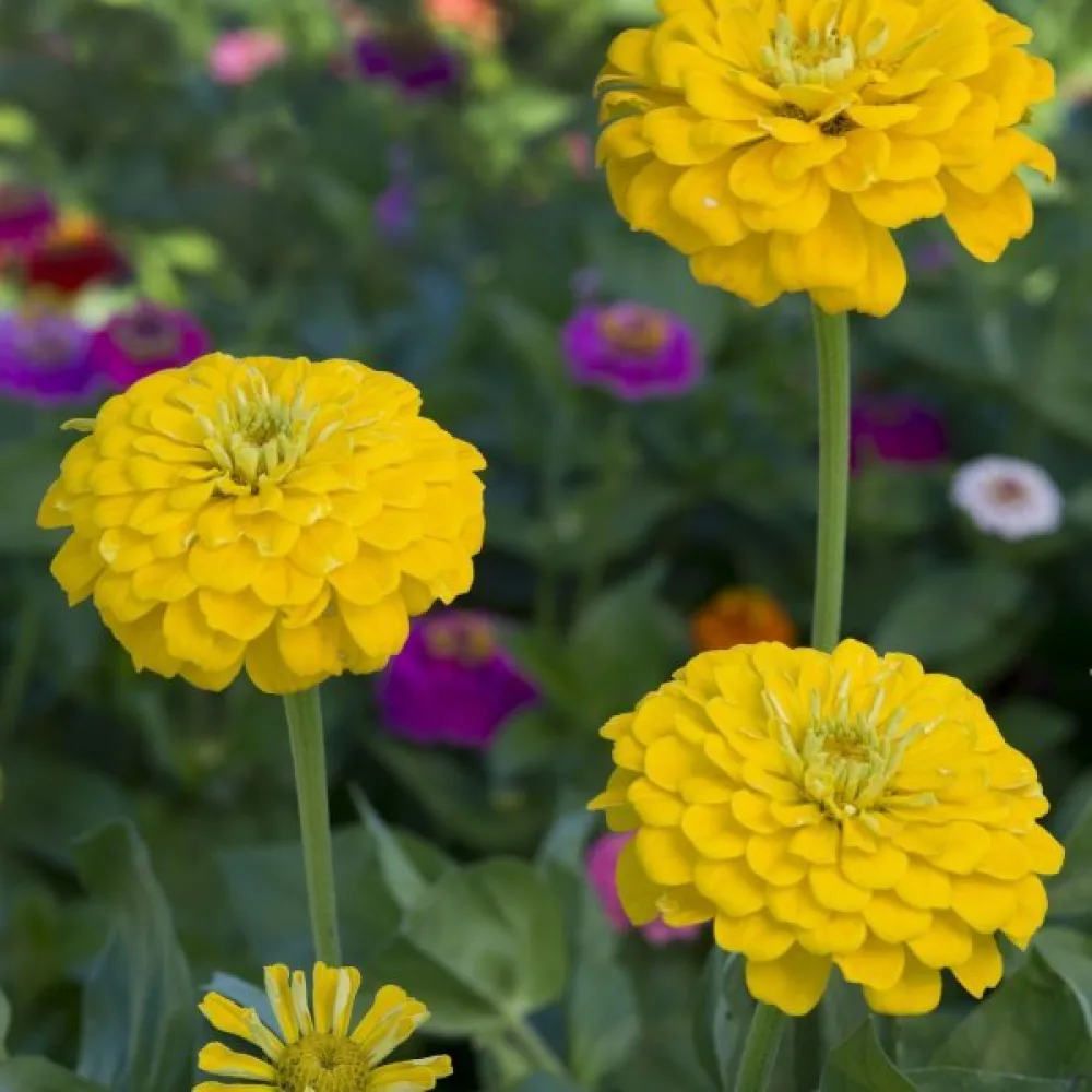 Zinnia 'Canary Bird'