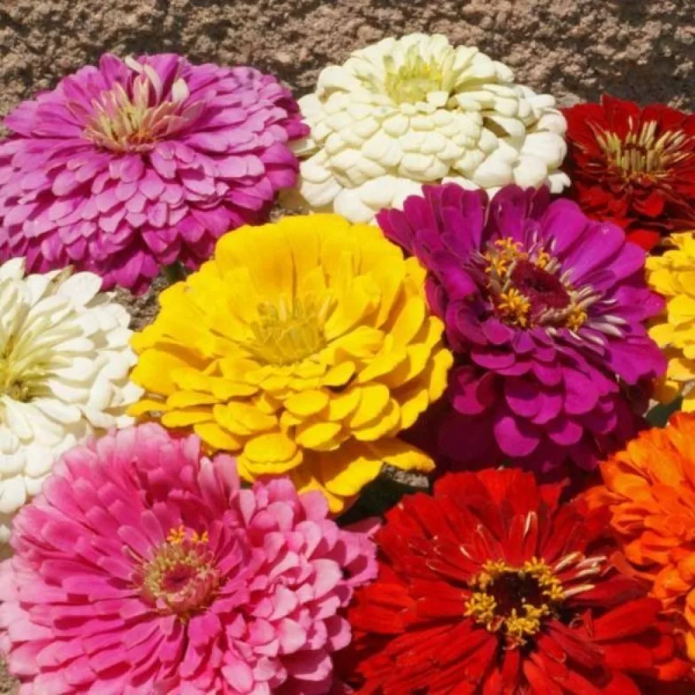 Zinnia 'Kobold' (blandning)