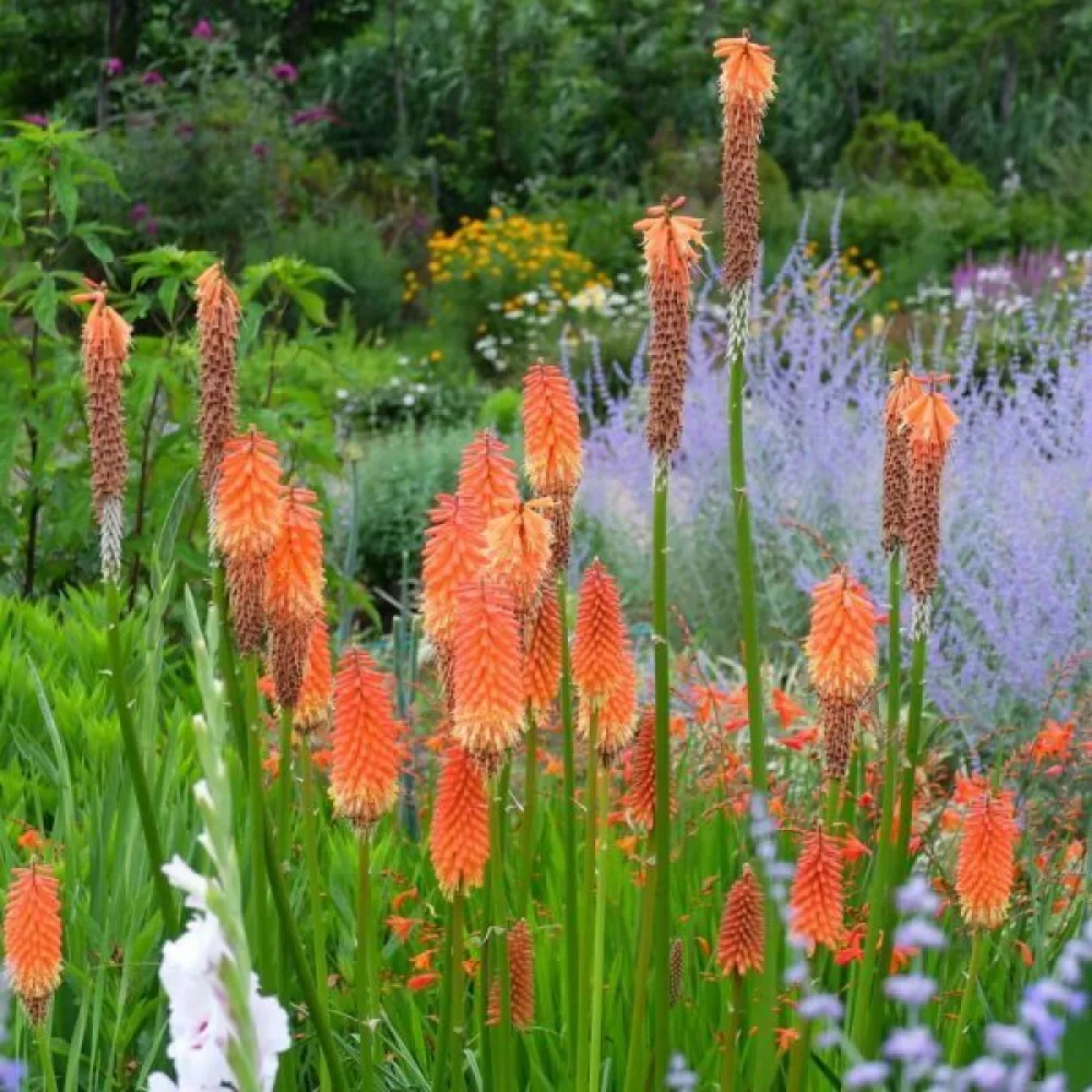 Fackellilja Kniphofia uvaria – mix