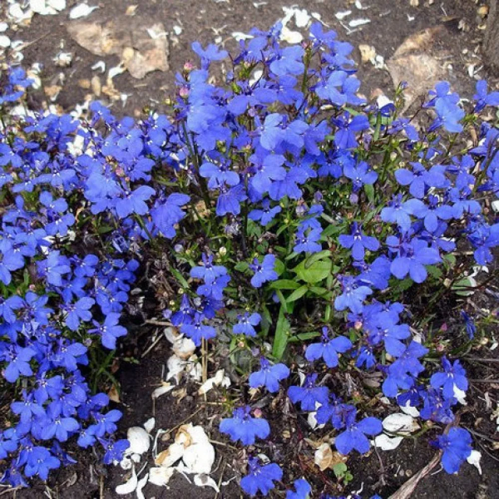 Kantlobelia 'Emperor William'