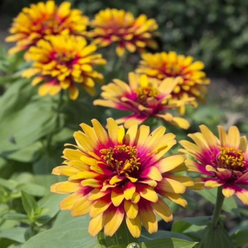 Zinnia 'Caroussel' (blandning)