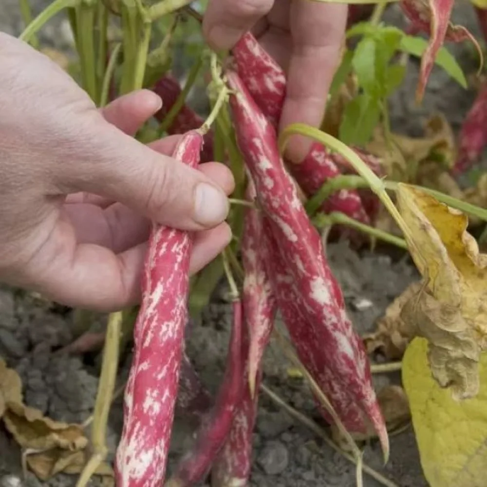 Torkböna 'Coco nain rose d'Eyragues'