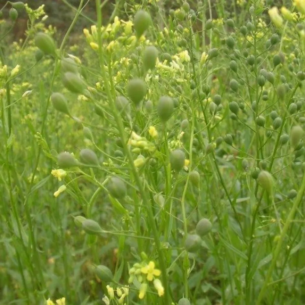 Oljedådra Camelina sativa för vårsådd
