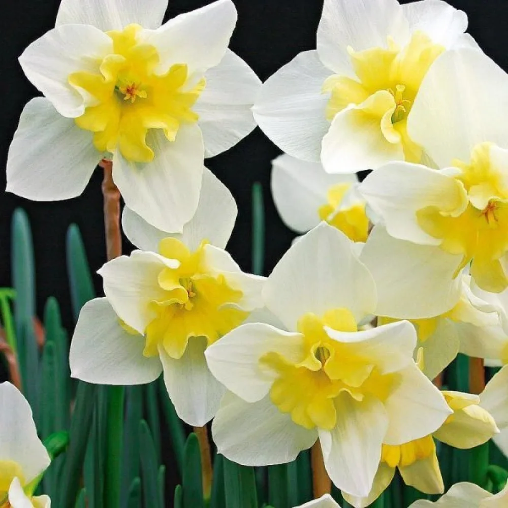 Narciss 'Bella Estrella'