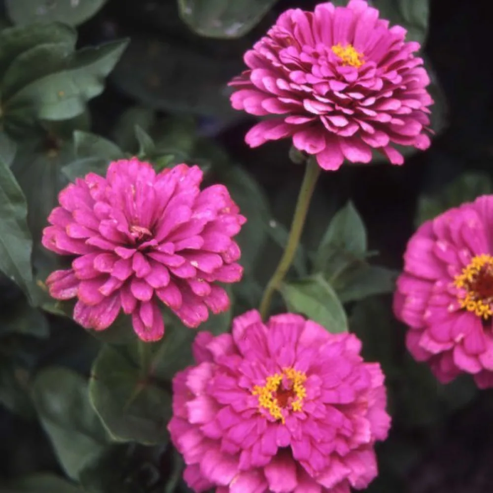 Zinnia 'Dream'