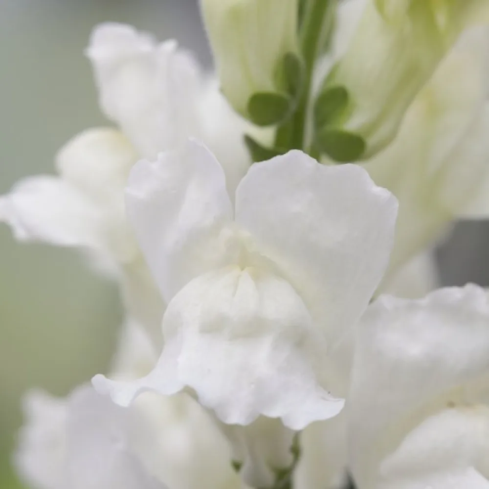 Lejongap 'Monarch White'