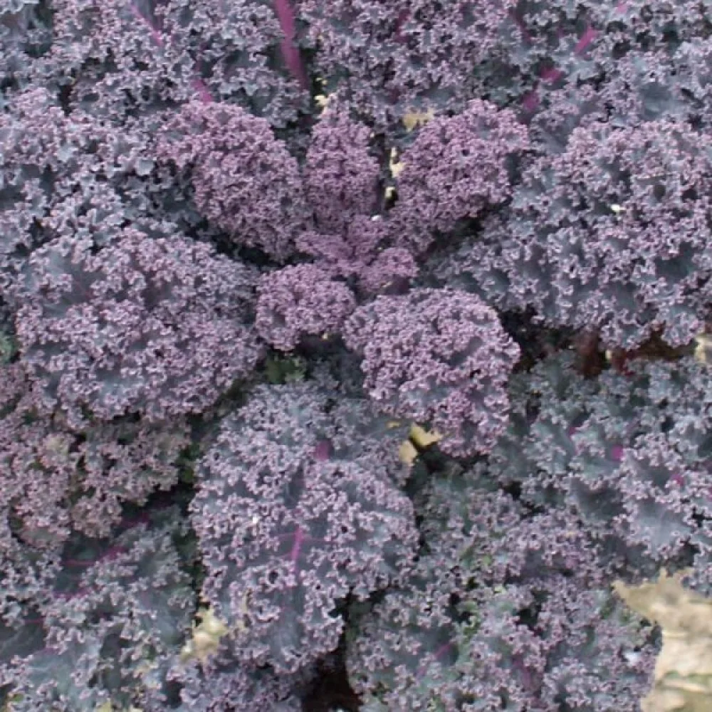 Grönkål 'Scarlet'