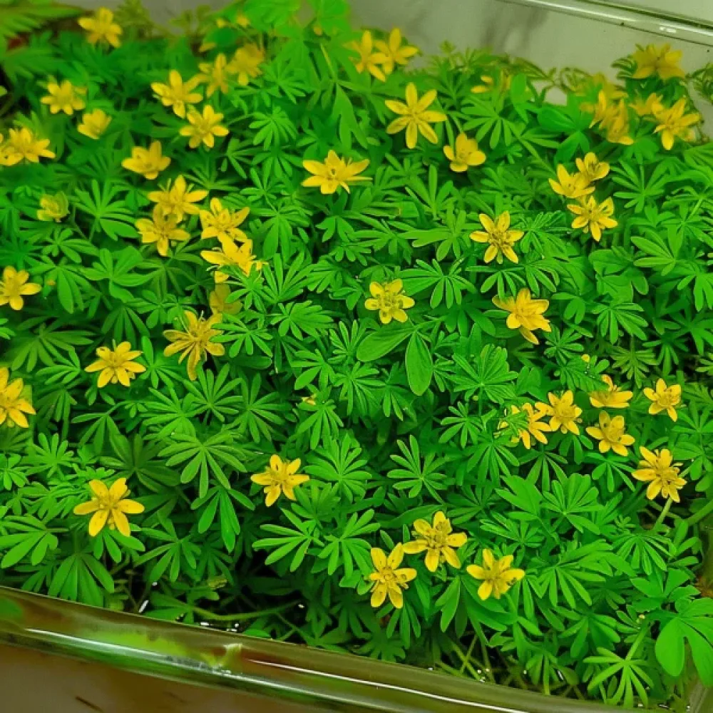 Småblommig tagetes, gul