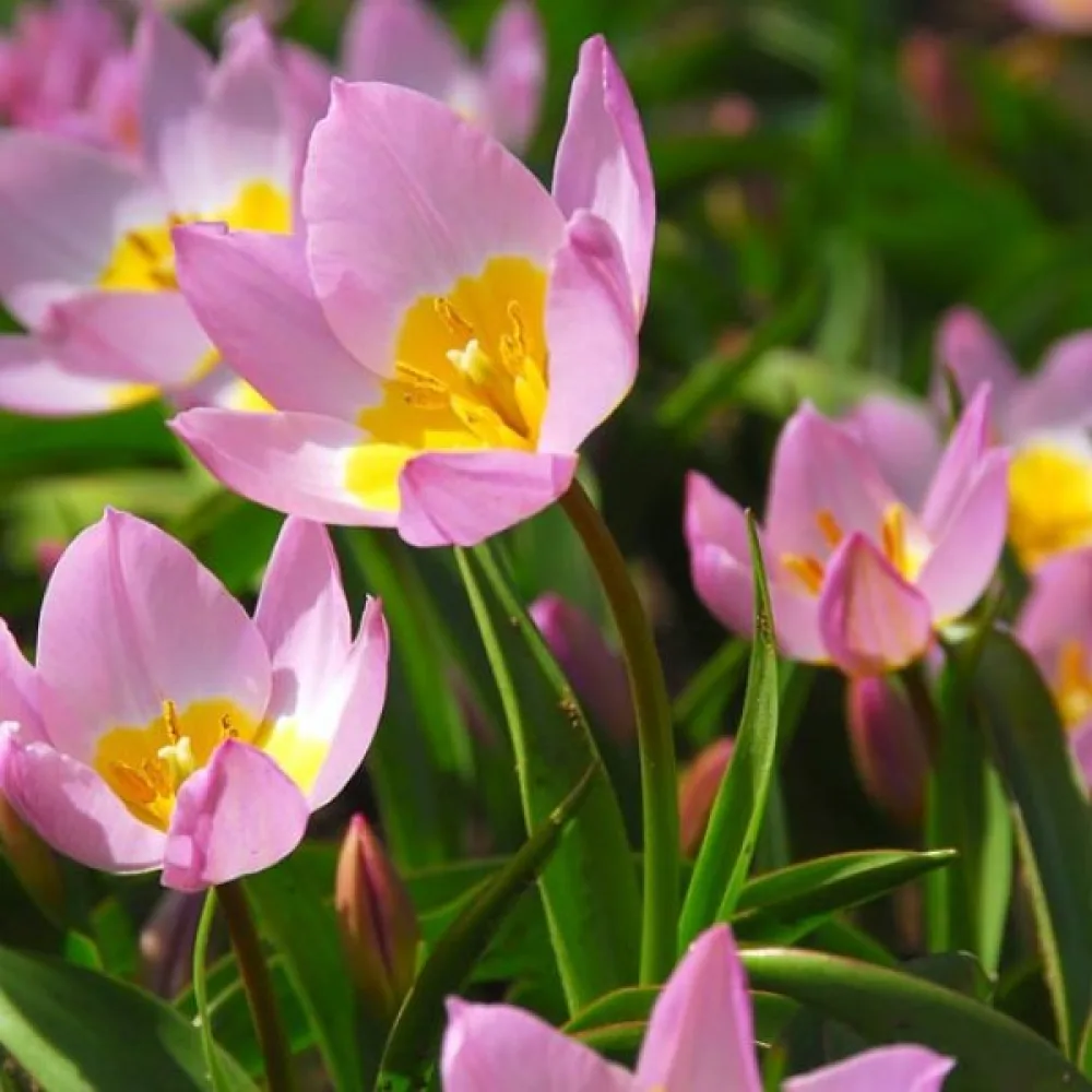 Tulpan 'Saxatilis'