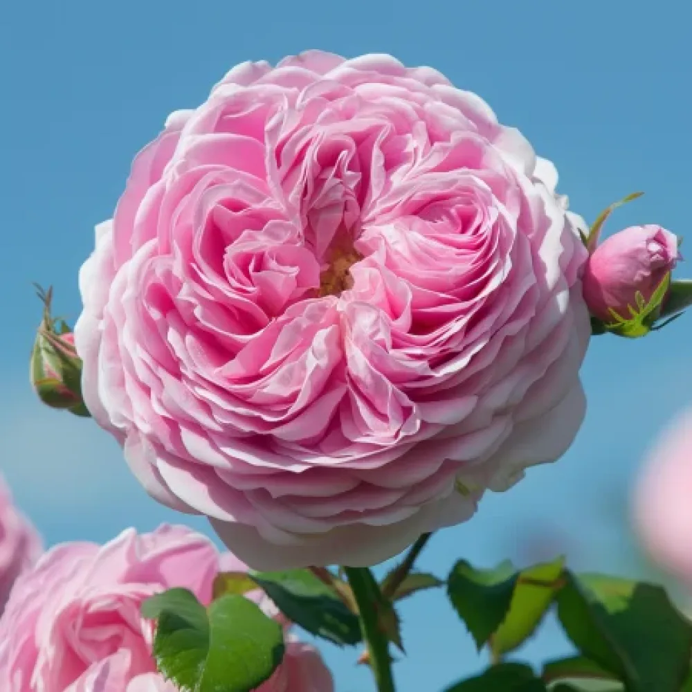 Ros 'Royal Essence'