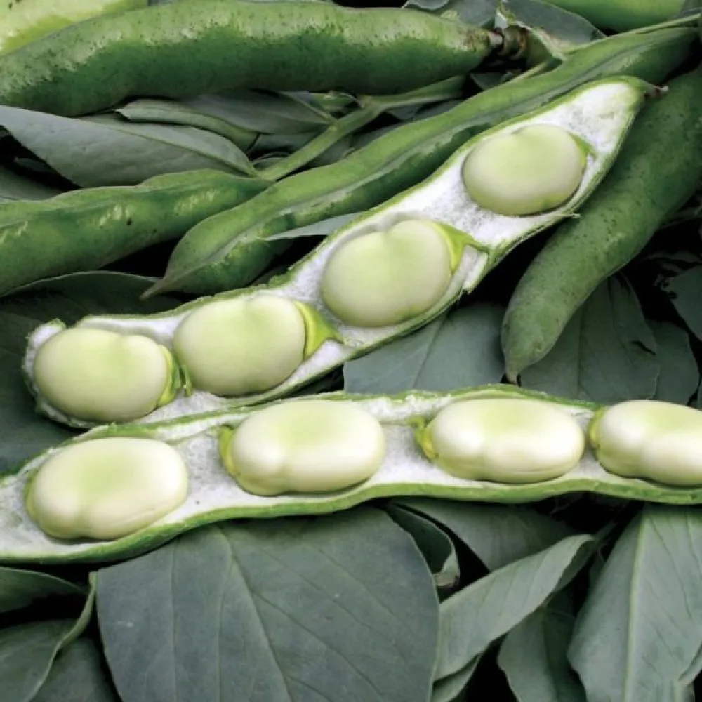 Bondböna 'Aguadulce Supersimonia'
