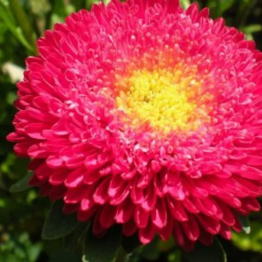 Sommaraster 'Princess' – mörkrosa