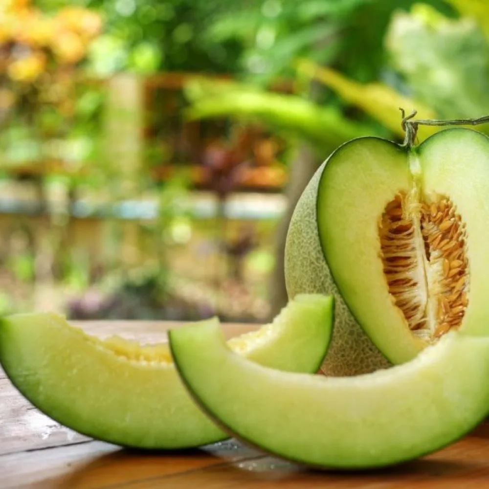 Melon 'Honey Dew'