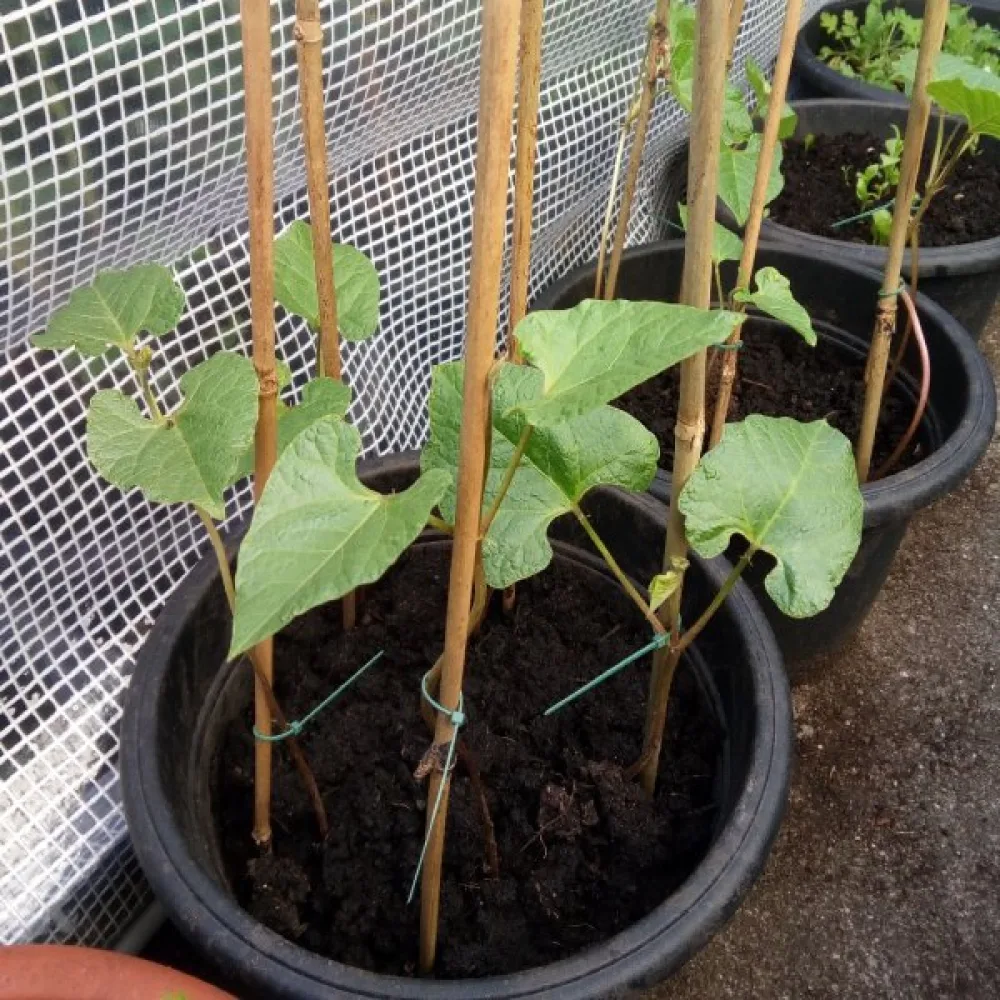 Rosenböna 'Streamline'