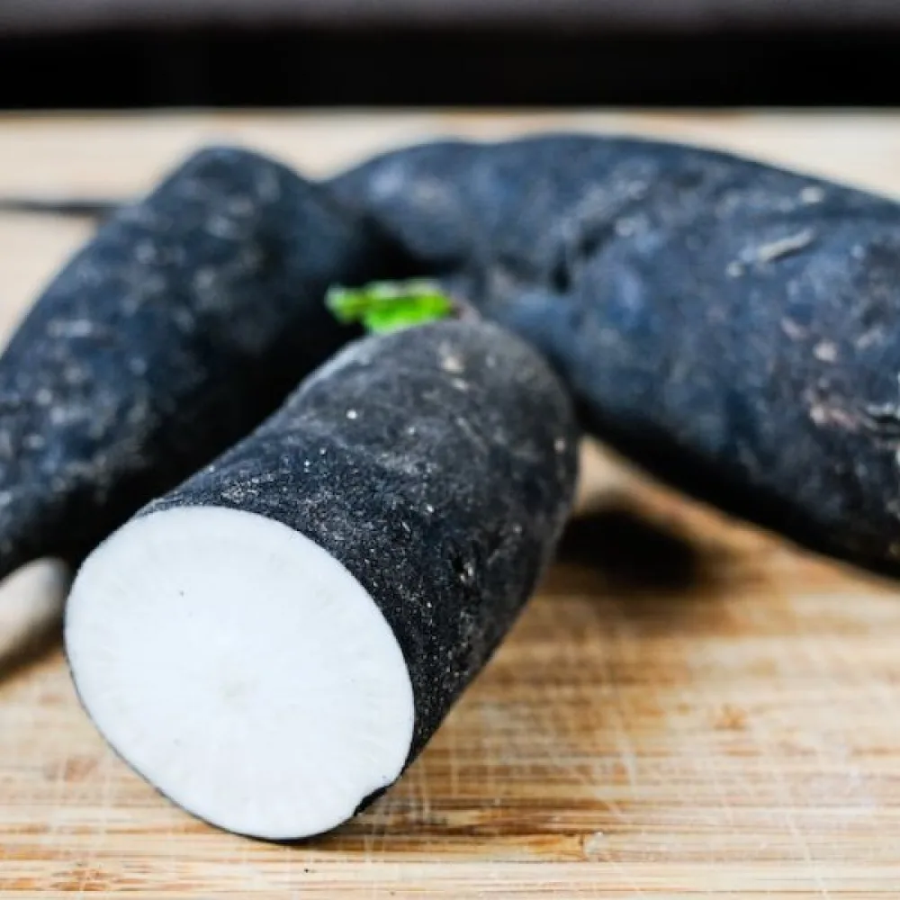Vinterrättika 'Noir Long'