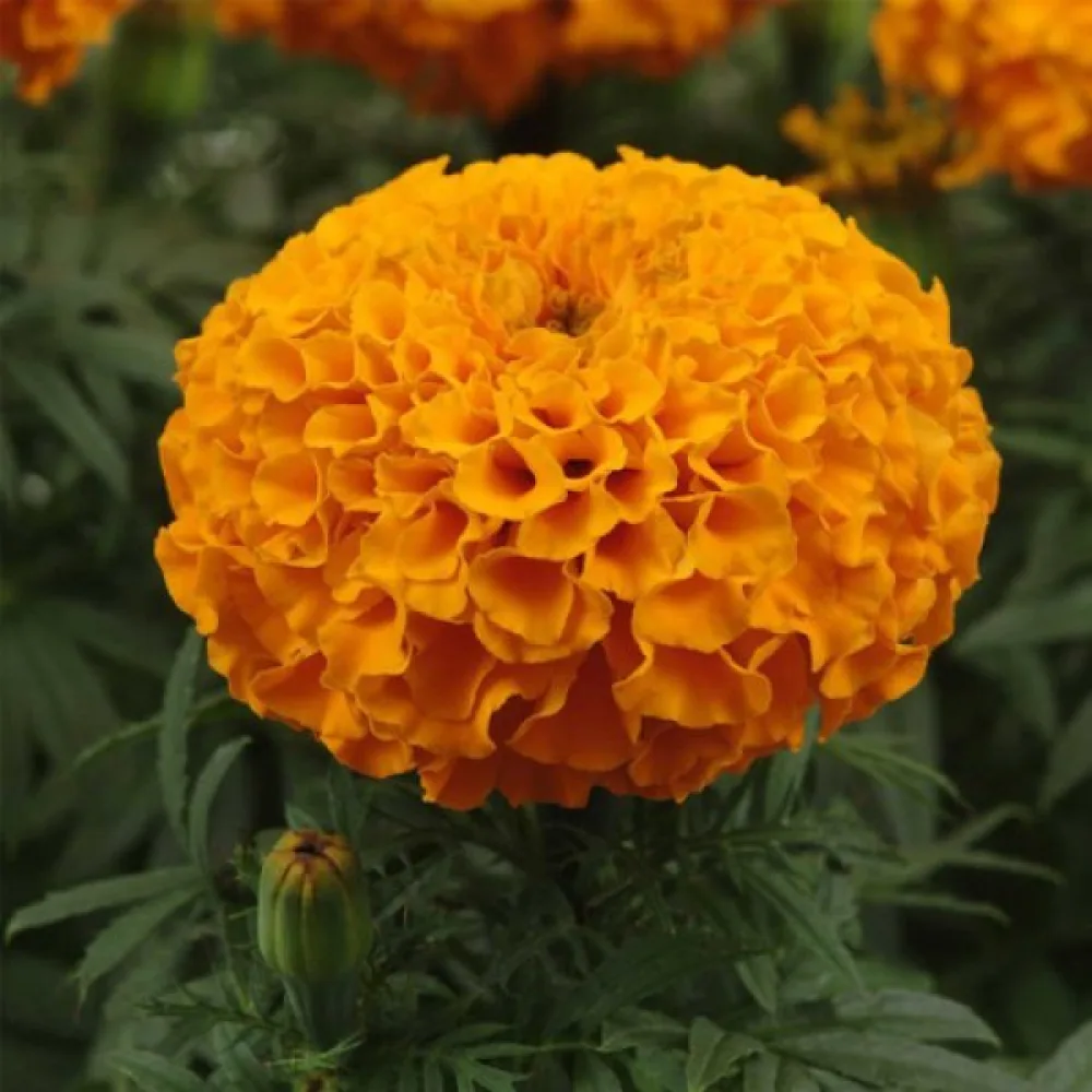 Afrikansk tagetes 'Clinton'