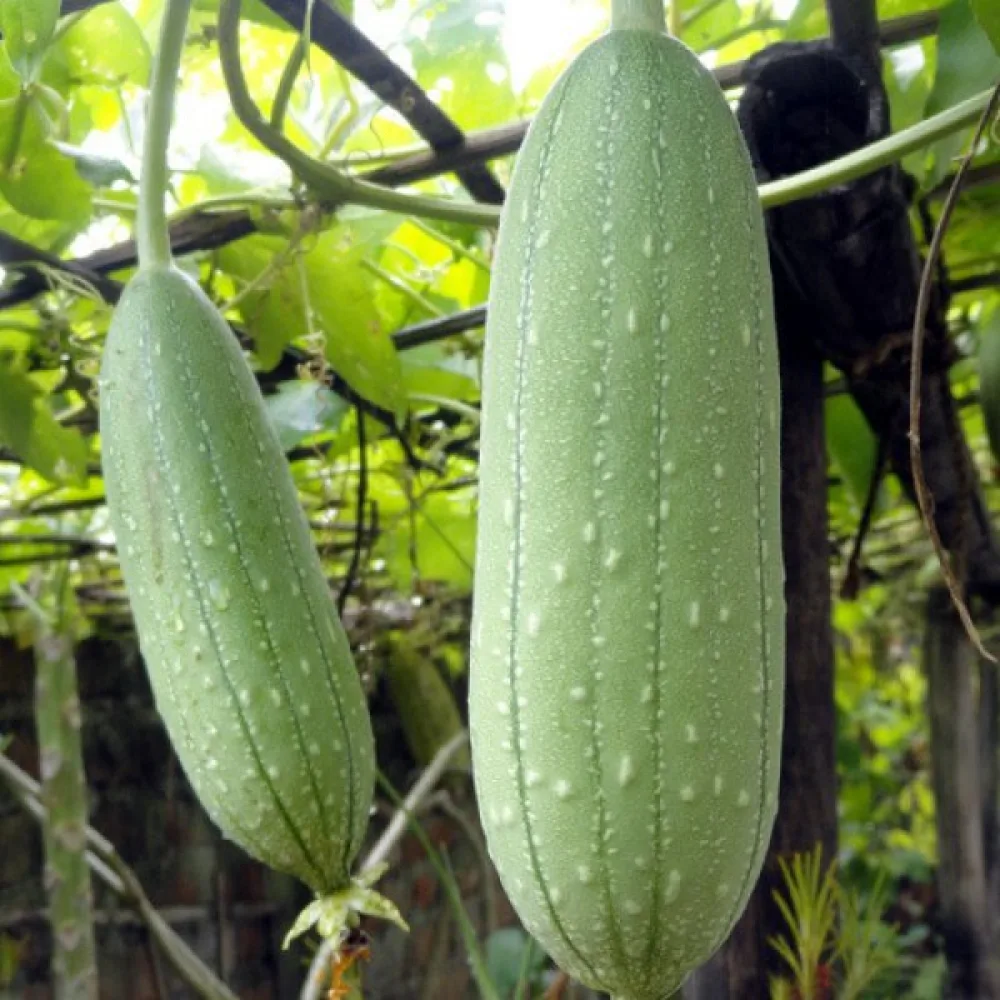 Luffa (svampgurka)