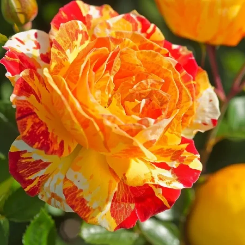 Ros 'Tropical Delight' – barrotad