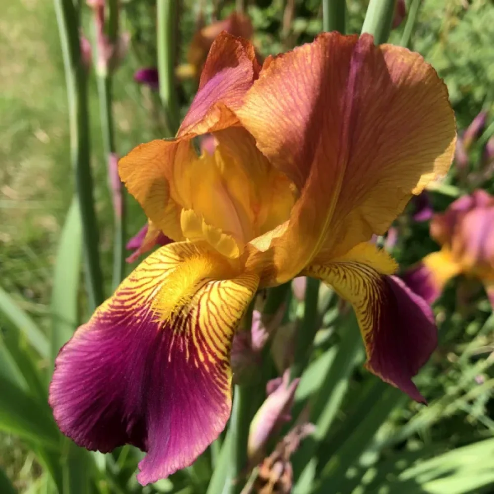 Iris 'Lion King Hollandica'